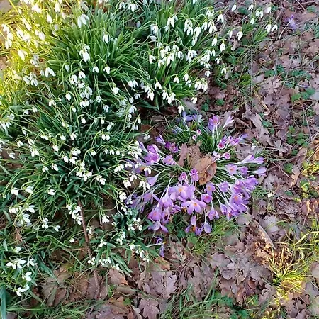 Gartenhaeuschen In Hannover