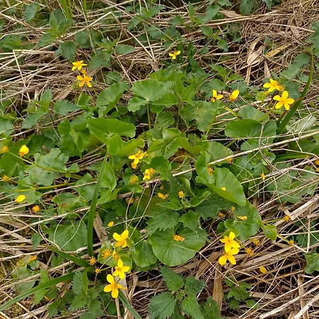 Gartenhaeuschen In ハノーファー